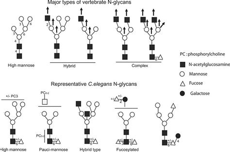 glycosylation 中文|fucosylation vs glycosylation.